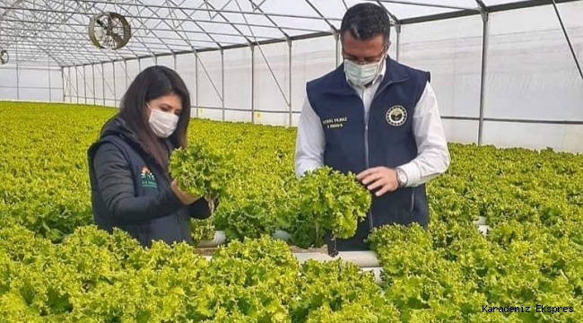 Ordu'nun Kumru İlçesinde tarımda güzel şeyler oluyor