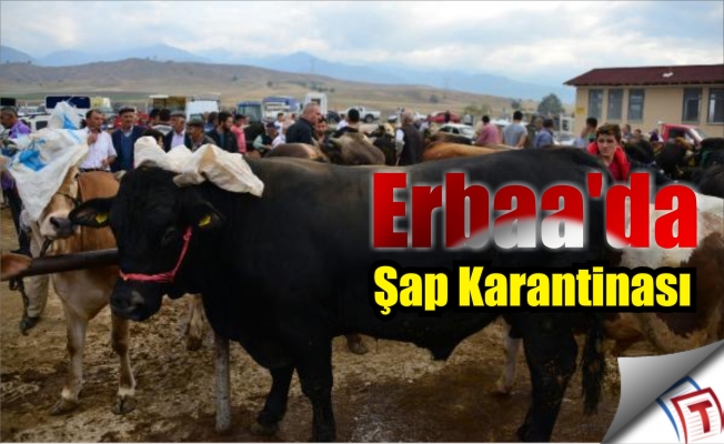 Tokat’ta şap karantinası