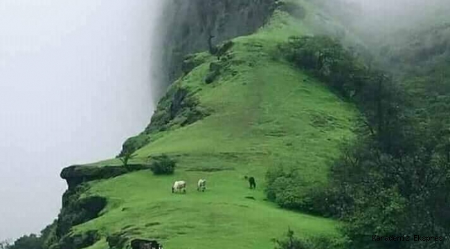 YAYLA YÖNETİMİ DE CUMHURBAŞKANLIĞINDA