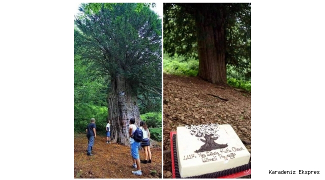 Zonguldak'ta bulunan Türkiye'nin en yaşlı porsuk ağacı koruma altında