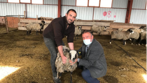 Artvin İl Tarım ve Orman Müdürlüğü'nden Romanov koyunu yetiştiricilerine destek