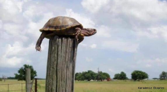DİREK KAPLUMBAĞASI...