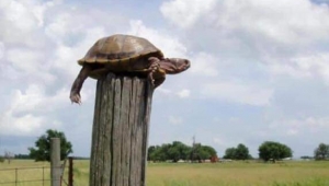 DİREK KAPLUMBAĞASI...