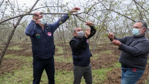 Fındık Bahçelerimizin bakımı verimlilik ve kalite açısından çok önemli...