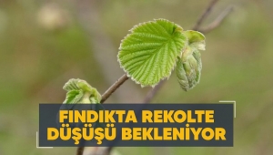 Fındıkta rekolte düşüşü bekleniyor