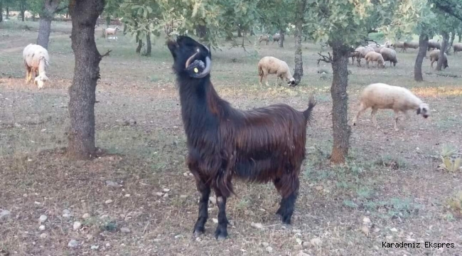 Firavunların Sömürü Düzenini Anlamak