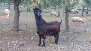 Firavunların Sömürü Düzenini Anlamak