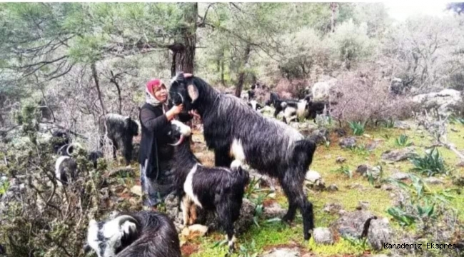 Göçerlerin otlama izni endişesi sürüyor