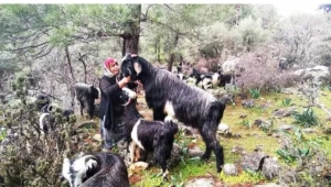 Göçerlerin otlama izni endişesi sürüyor