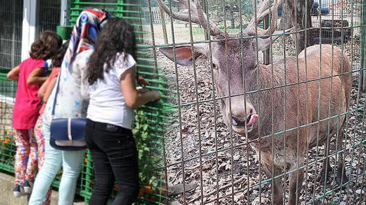 Hayvanat bahçesindeki geyiği kaçırıp öldürdükten sonra yiyen 2 kişi tutuklandı