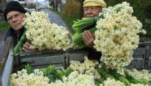 İZMİR'İN ÇİÇEĞİ NERGİS'İN HİKÂYESİ...