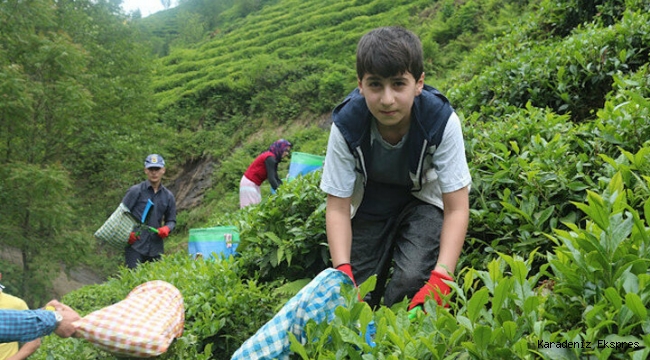 Karadeniz'e 'çay göçü' öncesi kritik uyarı