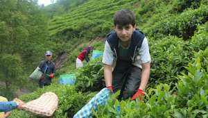 Karadeniz'e 'çay göçü' öncesi kritik uyarı