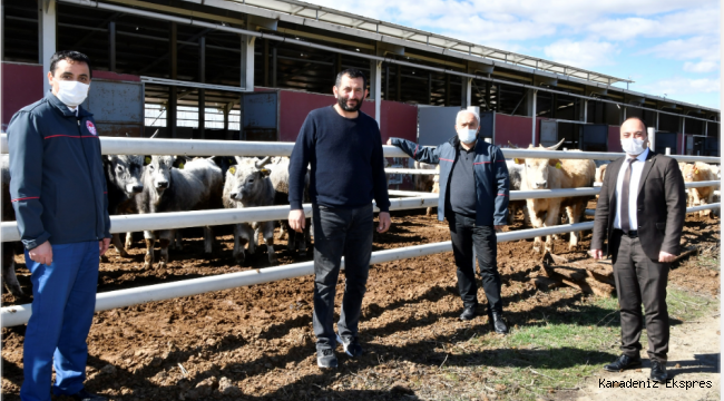 Osmanlı Döneminde yetiştirilen Sığırlar Tokat İlimizde Yetiştirilmeye Başladı