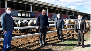 Osmanlı Döneminde yetiştirilen Sığırlar Tokat İlimizde Yetiştirilmeye Başladı