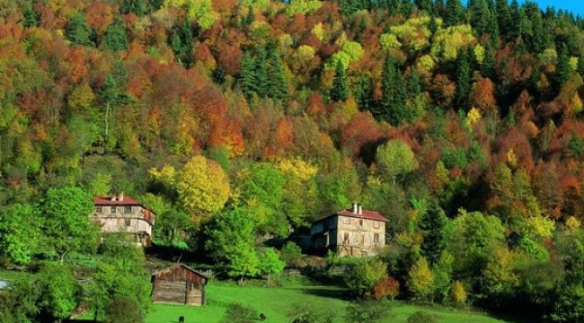 Sıra milli parklarda: Türkiye'de ağaç kesimi son 4 yılda yüzde 50 arttı