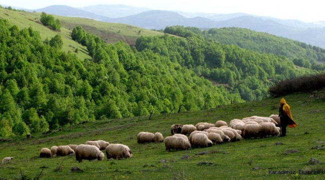 Sürdürülebilir, keyifli, kazançlı doğal Keçicilik ve koyunculuk nasıl yapılabilir? 