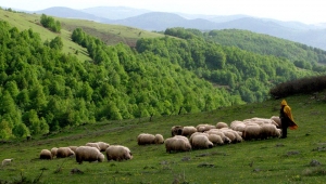 Sürdürülebilir, keyifli, kazançlı doğal Keçicilik ve koyunculuk nasıl yapılabilir? 