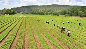 Tarım ve hayvancılık milli ekonominin ve ülke kalkınmasının temelidir