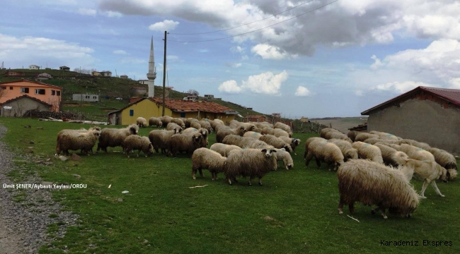 TOKAT'TA KÖYÜMDE YAŞAMAK İÇİN BİR SÜRÜ NEDENİM VAR PROJESİ ONAYLANAN İSİMLER