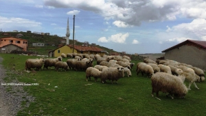 TOKAT'TA KÖYÜMDE YAŞAMAK İÇİN BİR SÜRÜ NEDENİM VAR PROJESİ ONAYLANAN İSİMLER