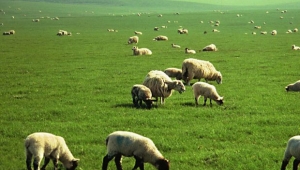  Türkiye'de et niye pahalı ?