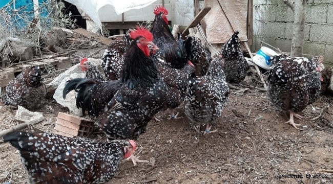 Unutmayalım Önceliğimiz hastalık tedavi etmek değil hastalandırmamak olmalı 