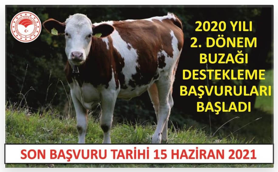 2020 YILI 2. DÖNEM BUZAĞI DESTEKLEME BAŞVURULARI BAŞLADI 