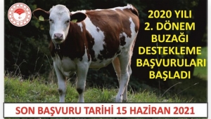 2020 YILI 2. DÖNEM BUZAĞI DESTEKLEME BAŞVURULARI BAŞLADI 