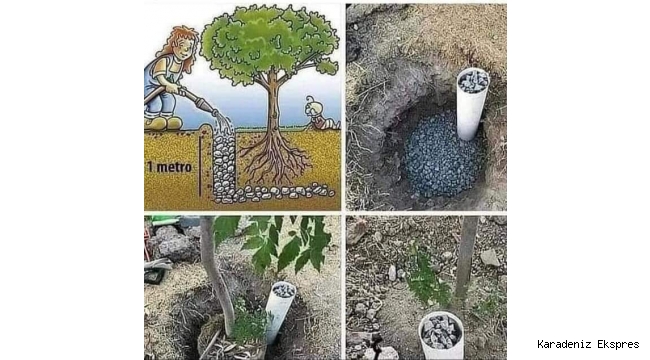 Avustralyada Peyzaj ve meyve bahçelerinde harika bir uygulama