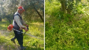 Bahçe otlarını çiçekler tohuma kaçmadan biçelim