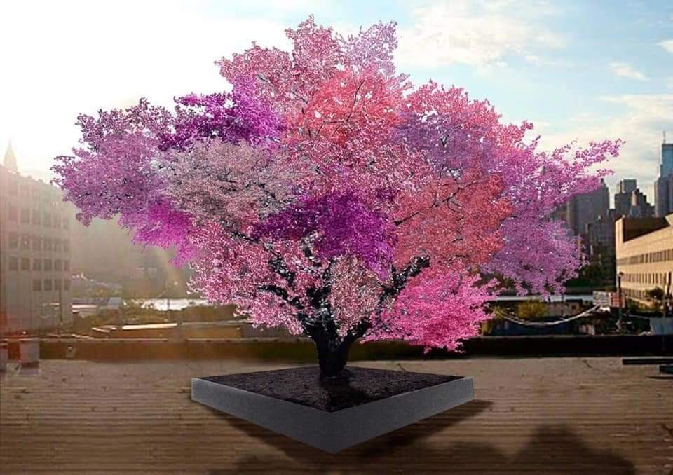 Bu ağaç 40 farklı meyve veriyor!
