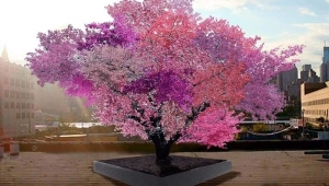 Bu ağaç 40 farklı meyve veriyor!