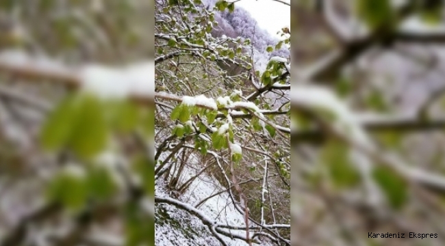  Geçtiğimiz ay içerisinde etkili olan kar yağışı sonrası oluşan zirai don sonrası fındıkta rekolte düşüşü bekleniyor