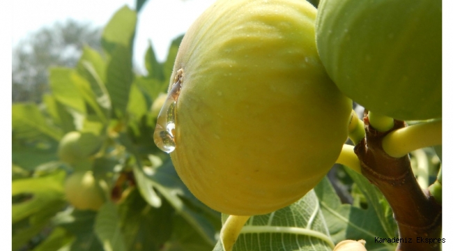 Geleceğimiz için Tarım ve Gastronomi Turizmini İnşa Etmek Zorundayız 