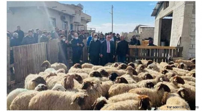 Gözaltına alınan koyunlar ne olacak? 