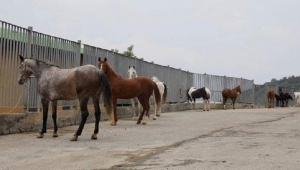 Hatay'da Kaybolan Atların Akıbeti Belli Oldu 