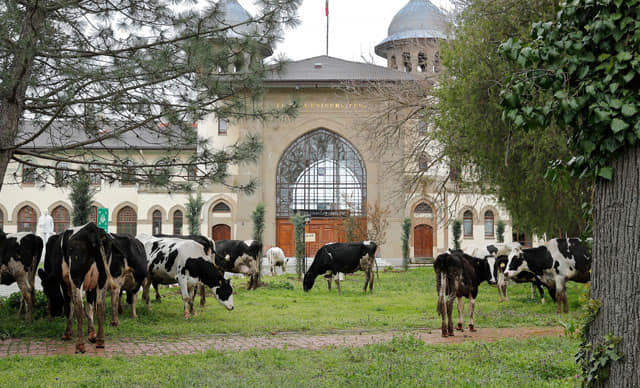 KAMPÜSTE ÇİMLER, BİÇİLMEK YERİNE BÜYÜKBAŞLARA YEDİRİLDİ