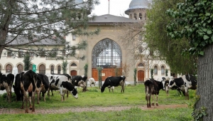 KAMPÜSTE ÇİMLER, BİÇİLMEK YERİNE BÜYÜKBAŞLARA YEDİRİLDİ