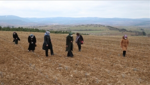KASTAMONULU KADINLAR LAVANTA ÜRETİMİNE BAŞLADI