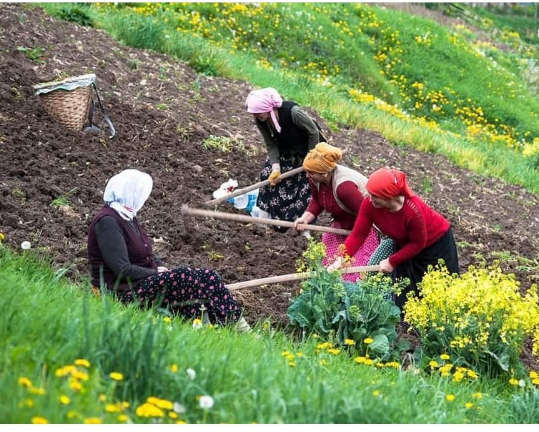 KÖYE DÖNÜŞ PROJESİ