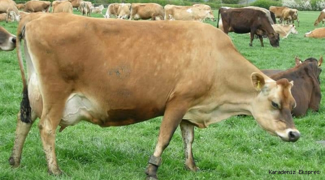 Küçük cüsseli jerseyler büyük cüsseli Holsteinler ve Simentallerden daha verimlidir 