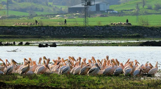 Malatya’da hayvancılık sektörü gelişiyor 