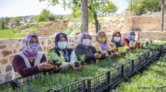 Mersin’de Üreticiye 40 Lavanta, 990 Alıç Fide Desteği