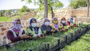 Mersin’de Üreticiye 40 Lavanta, 990 Alıç Fide Desteği
