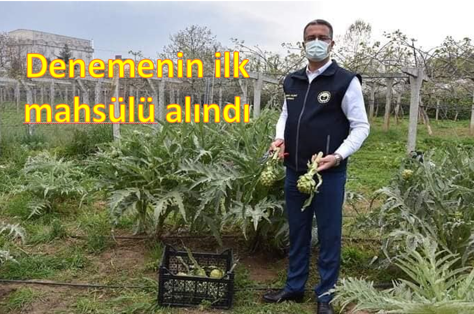 ORDU’DA İLK ENGİNAR HASADI YAPILDI