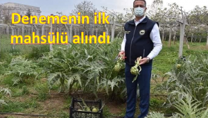 ORDU’DA İLK ENGİNAR HASADI YAPILDI