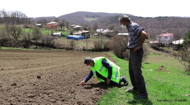  ORDU’NUN ATIL ARAZİLERİ YENİDEN TARIMLA BULUŞTU