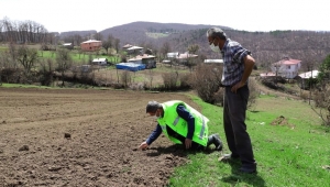  ORDU’NUN ATIL ARAZİLERİ YENİDEN TARIMLA BULUŞTU