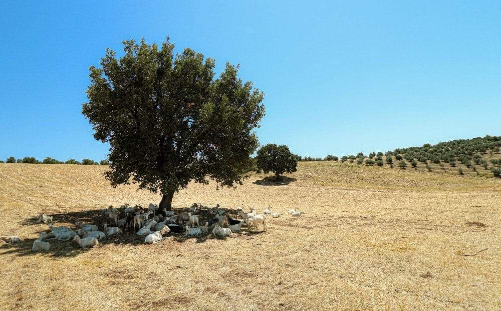 Orman Genel Müdürlüğünün bu harika paylaşımı sosyal medyada rekor kırdı.. ..
